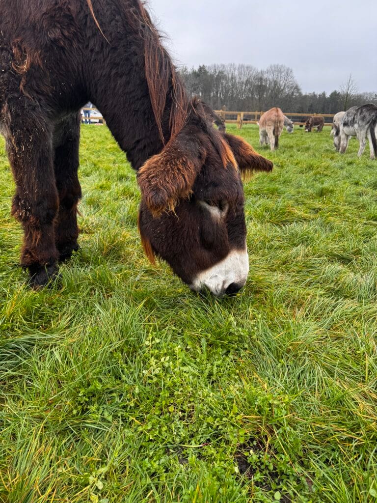 Open Dag bij De Ezelshoeve